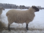 A Clun ewe in full fleece.
