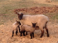 My favourite Clun ewe with her 2015 twin ewe lambs.