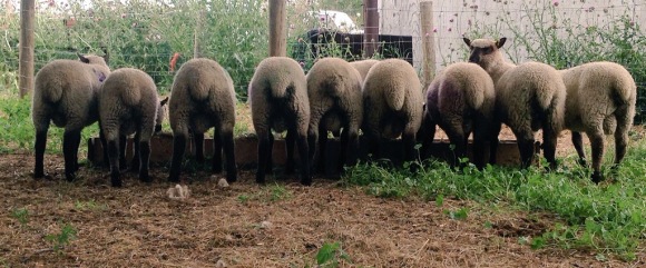 Ram lambs at weaning 2105