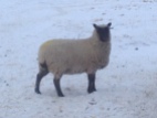 A ewe showing a typical alert Clun look